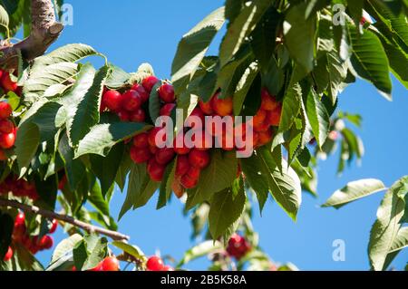 Rote Kirschen an einem Kirschbaum sind reif für die Ernte gegen einen leuchtend blauen Himmel. Dieser Zweig stammt von einem Obstbaum in einem Kirschgarten. Stockfoto