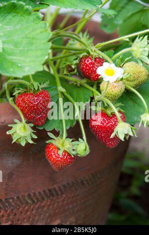 Erdbeeren im Tontopf wachsen und bereit für die Abholung. Sommerbeeren perfekt für die Gartenpflege von Behältern auf diesem Foto mit frischen Fruchtnahrung. Stockfoto