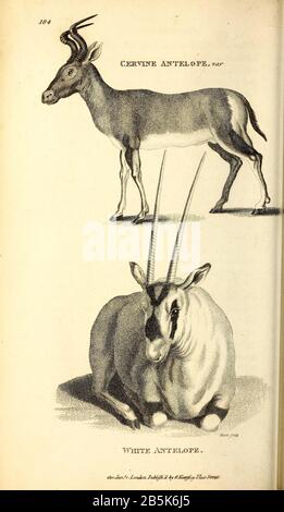 Antilope aus der allgemeinen Zoologie oder, Systematische Naturgeschichte Vol II Teil 2 Mammalia, von Shaw, George, 1751-1813; Stephens, James Francis, 1792-1853; Heath, Charles, 1785-1848, Graveur; Griffith, Mrs., Graveur; Chappelow. Copperplate Gedruckt 1801 in London von G. Kearsley Stockfoto