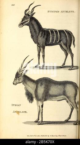 Antilope aus der allgemeinen Zoologie oder, Systematische Naturgeschichte Vol II Teil 2 Mammalia, von Shaw, George, 1751-1813; Stephens, James Francis, 1792-1853; Heath, Charles, 1785-1848, Graveur; Griffith, Mrs., Graveur; Chappelow. Copperplate Gedruckt 1801 in London von G. Kearsley Stockfoto