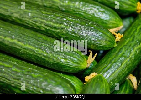 Hintergrund und Struktur der grünen Gurken. Nahaufnahme. Stockfoto