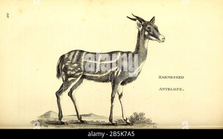 Antilope aus der allgemeinen Zoologie oder, Systematische Naturgeschichte Vol II Teil 2 Mammalia, von Shaw, George, 1751-1813; Stephens, James Francis, 1792-1853; Heath, Charles, 1785-1848, Graveur; Griffith, Mrs., Graveur; Chappelow. Copperplate Gedruckt 1801 in London von G. Kearsley Stockfoto