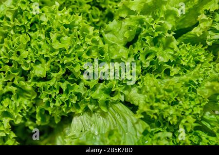 Hintergrund und Textur von Salatblättern. Nahaufnahme. Stockfoto
