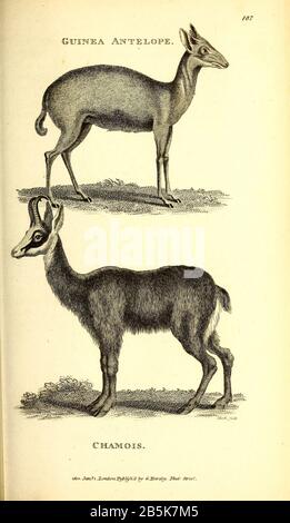 Antilope aus der allgemeinen Zoologie oder, Systematische Naturgeschichte Vol II Teil 2 Mammalia, von Shaw, George, 1751-1813; Stephens, James Francis, 1792-1853; Heath, Charles, 1785-1848, Graveur; Griffith, Mrs., Graveur; Chappelow. Copperplate Gedruckt 1801 in London von G. Kearsley Stockfoto