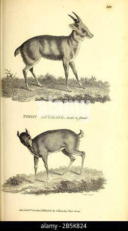 Antilope aus der allgemeinen Zoologie oder, Systematische Naturgeschichte Vol II Teil 2 Mammalia, von Shaw, George, 1751-1813; Stephens, James Francis, 1792-1853; Heath, Charles, 1785-1848, Graveur; Griffith, Mrs., Graveur; Chappelow. Copperplate Gedruckt 1801 in London von G. Kearsley Stockfoto