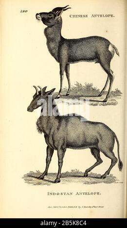 Antilope aus der allgemeinen Zoologie oder, Systematische Naturgeschichte Vol II Teil 2 Mammalia, von Shaw, George, 1751-1813; Stephens, James Francis, 1792-1853; Heath, Charles, 1785-1848, Graveur; Griffith, Mrs., Graveur; Chappelow. Copperplate Gedruckt 1801 in London von G. Kearsley Stockfoto