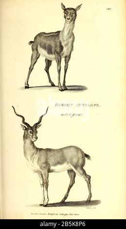 Antilope aus der allgemeinen Zoologie oder, Systematische Naturgeschichte Vol II Teil 2 Mammalia, von Shaw, George, 1751-1813; Stephens, James Francis, 1792-1853; Heath, Charles, 1785-1848, Graveur; Griffith, Mrs., Graveur; Chappelow. Copperplate Gedruckt 1801 in London von G. Kearsley Stockfoto