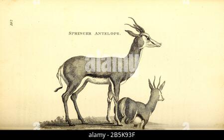 Antilope aus der allgemeinen Zoologie oder, Systematische Naturgeschichte Vol II Teil 2 Mammalia, von Shaw, George, 1751-1813; Stephens, James Francis, 1792-1853; Heath, Charles, 1785-1848, Graveur; Griffith, Mrs., Graveur; Chappelow. Copperplate Gedruckt 1801 in London von G. Kearsley Stockfoto