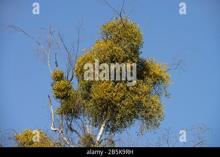 Weißbeerige Mistel (Viscum-Album) Stockfoto