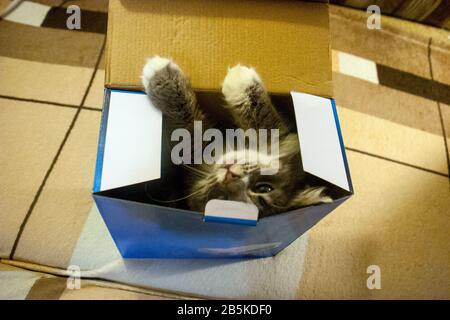 Hauskatze kletterte von unter den Einkäufen in einen Pappkarton. Katze in einer Geschenkbox. Stockfoto