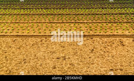 Organisch angebauter Mais auf einem Feld Stockfoto