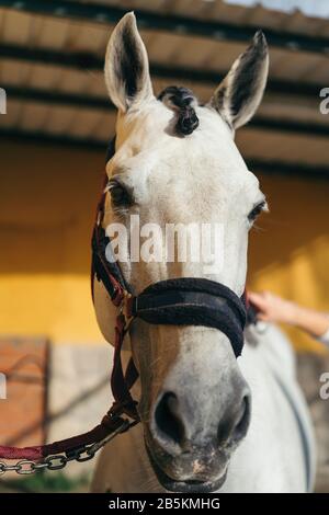 Weiße Pferdesport-Darstellung, Pferdewelt. Stockfoto