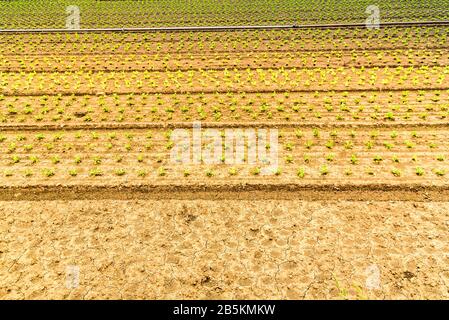 Organisch angebauter Mais auf einem Feld Stockfoto