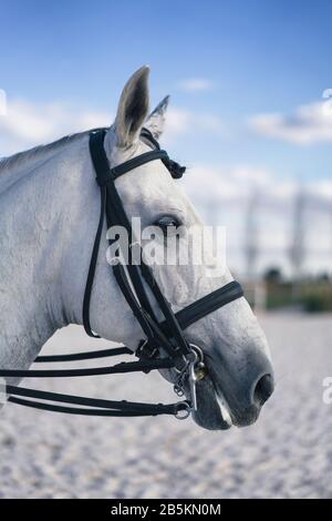 Weiße Pferdesport-Darstellung, Pferdewelt. Stockfoto