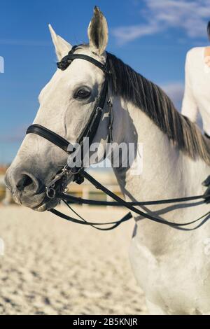 Weiße Pferdesport-Darstellung, Pferdewelt. Stockfoto