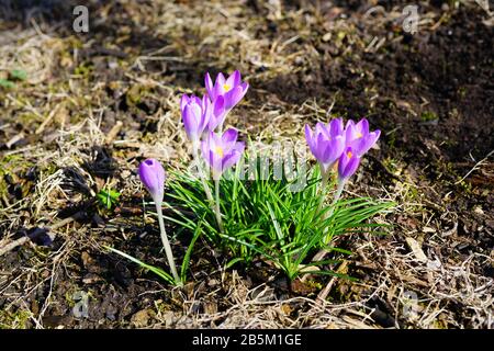 Lila Crocus Vernus Blume spähen durch die Wiese und Mulch im Frühjahr Stockfoto