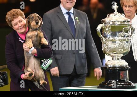 Maisie, der Gewinner der Best in Show 2020 im Birmingham National Exhibition Centre (NEC) während der Crufts Dog Show mit Drahthaarung am Dachshund. Stockfoto