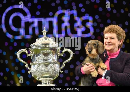 Maisie, der Gewinner der Best in Show 2020 im Birmingham National Exhibition Centre (NEC) während der Crufts Dog Show mit Drahthaarung am Dachshund. Stockfoto