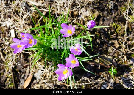 Lila Crocus Vernus Blume spähen durch die Wiese und Mulch im Frühjahr Stockfoto