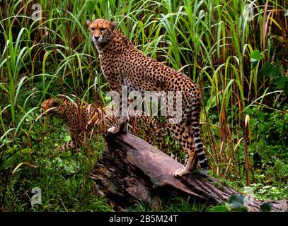 Tiere in ihren Ausstellungen im Chester Zoo haben Ian Fairbrother/Alamy Stock Photos Stockfoto