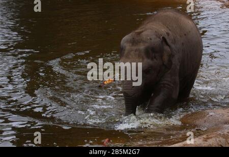 Tiere in ihren Ausstellungen im Chester Zoo haben Ian Fairbrother/Alamy Stock Photos Stockfoto