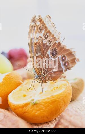 Tropischer Schmetterling, der sich von Obst ernährt Stockfoto