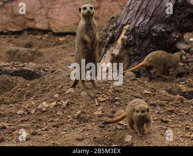 Tiere in ihren Ausstellungen im Chester Zoo haben Ian Fairbrother/Alamy Stock Photos Stockfoto