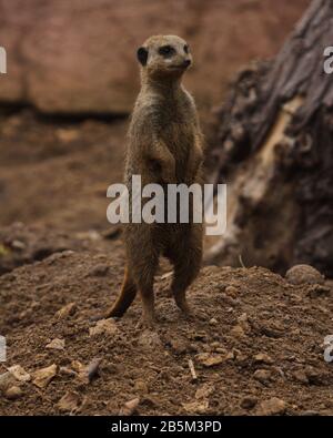 Tiere in ihren Ausstellungen im Chester Zoo haben Ian Fairbrother/Alamy Stock Photos Stockfoto