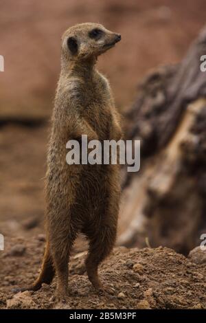 Tiere in ihren Ausstellungen im Chester Zoo haben Ian Fairbrother/Alamy Stock Photos Stockfoto