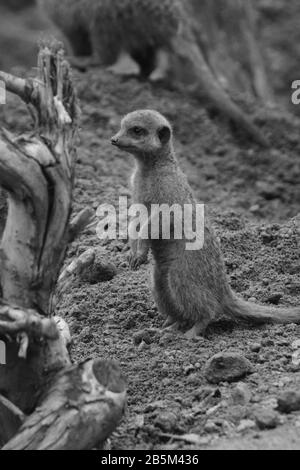 Tiere in ihren Ausstellungen im Chester Zoo haben Ian Fairbrother/Alamy Stock Photos Stockfoto