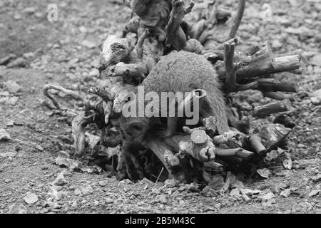 Tiere in ihren Ausstellungen im Chester Zoo haben Ian Fairbrother/Alamy Stock Photos Stockfoto