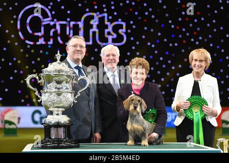 Maisie, der Gewinner der Best in Show 2020 im Birmingham National Exhibition Centre (NEC) während der Crufts Dog Show mit Drahthaarung am Dachshund. Stockfoto