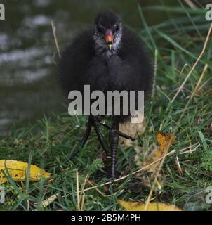 Tiere in ihren Ausstellungen im Chester Zoo haben Ian Fairbrother/Alamy Stock Photos Stockfoto