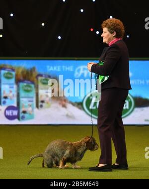 Maisie, die mit Ihrem Besitzer Kim McCalmont im Exhibition Centre (NEC) während der Crufts Dog Show die Drahthaaren-Dachshund-Siegerin Von Best in Show 2020 im Birmingham National. Stockfoto