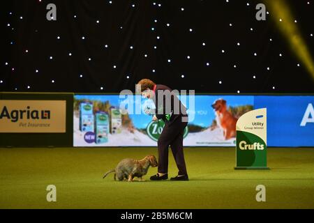 Maisie, die mit Ihrem Besitzer Kim McCalmont im Exhibition Centre (NEC) während der Crufts Dog Show die Drahthaaren-Dachshund-Siegerin Von Best in Show 2020 im Birmingham National. Stockfoto