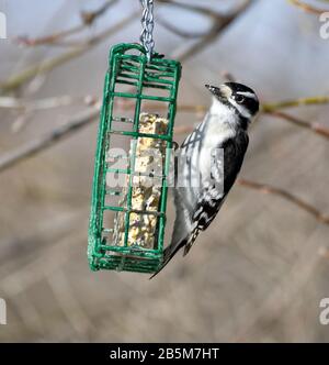 Männliche Downy Woodpecker, Picoides pubescens, auf nierenfettzufuhr Stockfoto