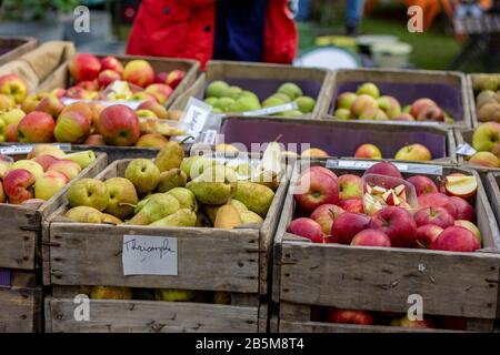 Ein Porträt von Holzkörben mit verschiedenen Arten von gesunden und köstlichen, selbst erfegten und biologischen Früchten. Es gibt hauptsächlich verschiedene Arten von Apps Stockfoto