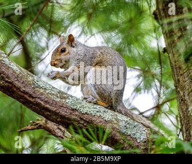 New York, USA, 2. Juli 2015 EIN graues Gleithörnchen auf einem Baum in Long Island. Kredit: Enrique Shore/Alamy Stock Photo Stockfoto