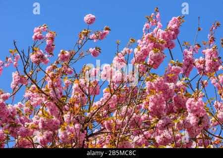 Pink Kirschblüte an einem Baum in der Nähe des York Minster in Central York, North Yorkshire, England, an einem hellen Aprilnachmittag. Stockfoto