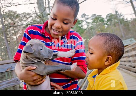 Zwei afroamerikanische Jungen spielen mit ihrem neuen Pitbull-Welpen im Sam D. Hamilton Noxubee Wildlife Refuge, 12. März 2012, in Brooksville, Mississippi. Stockfoto