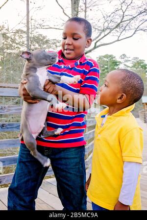 Zwei afroamerikanische Jungen spielen mit ihrem neuen Pitbull-Welpen im Sam D. Hamilton Noxubee Wildlife Refuge, 12. März 2012, in Brooksville, Mississippi. Stockfoto