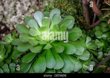 Aeonium 'Blushing Beauty', ein saftiger, dichter Rosetten aus glänzenden, hellgrünen, löffelförmigen Blättern Stockfoto