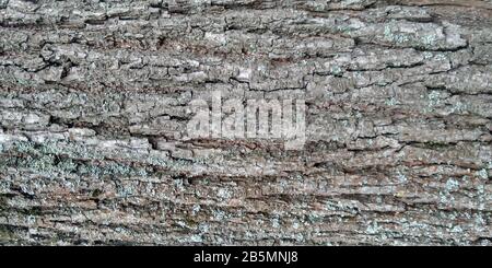 Die Struktur der Baumrinde. Moos an einem Baumstamm. Hintergrund der Naturtextur. Stockfoto