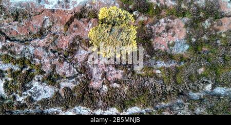 Die Struktur der Baumrinde. Moos an einem Baumstamm. Hintergrund der Naturtextur. Stockfoto