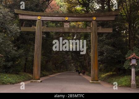 Torii führt zum Meiji Schrein, Yogogi Park, Shibuya, Tokio, Japan Stockfoto