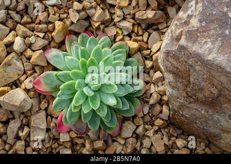 Echeveria elegans, eine elegante saftige Pflanze mit Rosette, wenn hellgrüne Blätter rot getönt sind Stockfoto