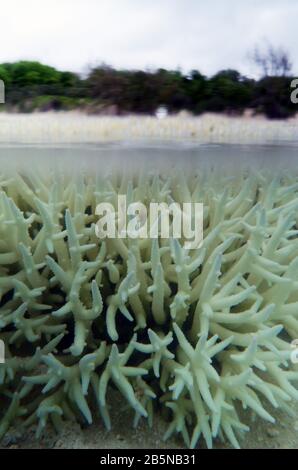 Bleichende flache Acropora-Koralle auf Riffebene, Heron Island, Capricorn Bunker Group, Great Barrier Reef, Queensland, Australien, 7. März2020 Stockfoto