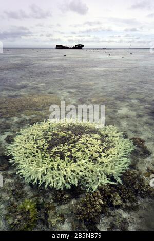 Bleiche flache Acropora-Koralle auf Riffebene, mit Wrack im Hintergrund, Heron Island, Capricorn Bunker Group, Great Barrier Reef, Queensland, Austral Stockfoto