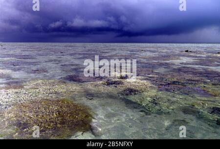 Sturm über Riff bei Ebbe mit vielen Bleichkorallen, Heron Island, Great Barrier Reef, Queensland, Australien, März 2020 Stockfoto