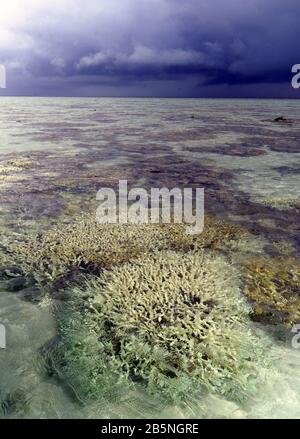 Sturm über Riff bei Ebbe mit vielen Bleichkorallen, Heron Island, Great Barrier Reef, Queensland, Australien, März 2020 Stockfoto